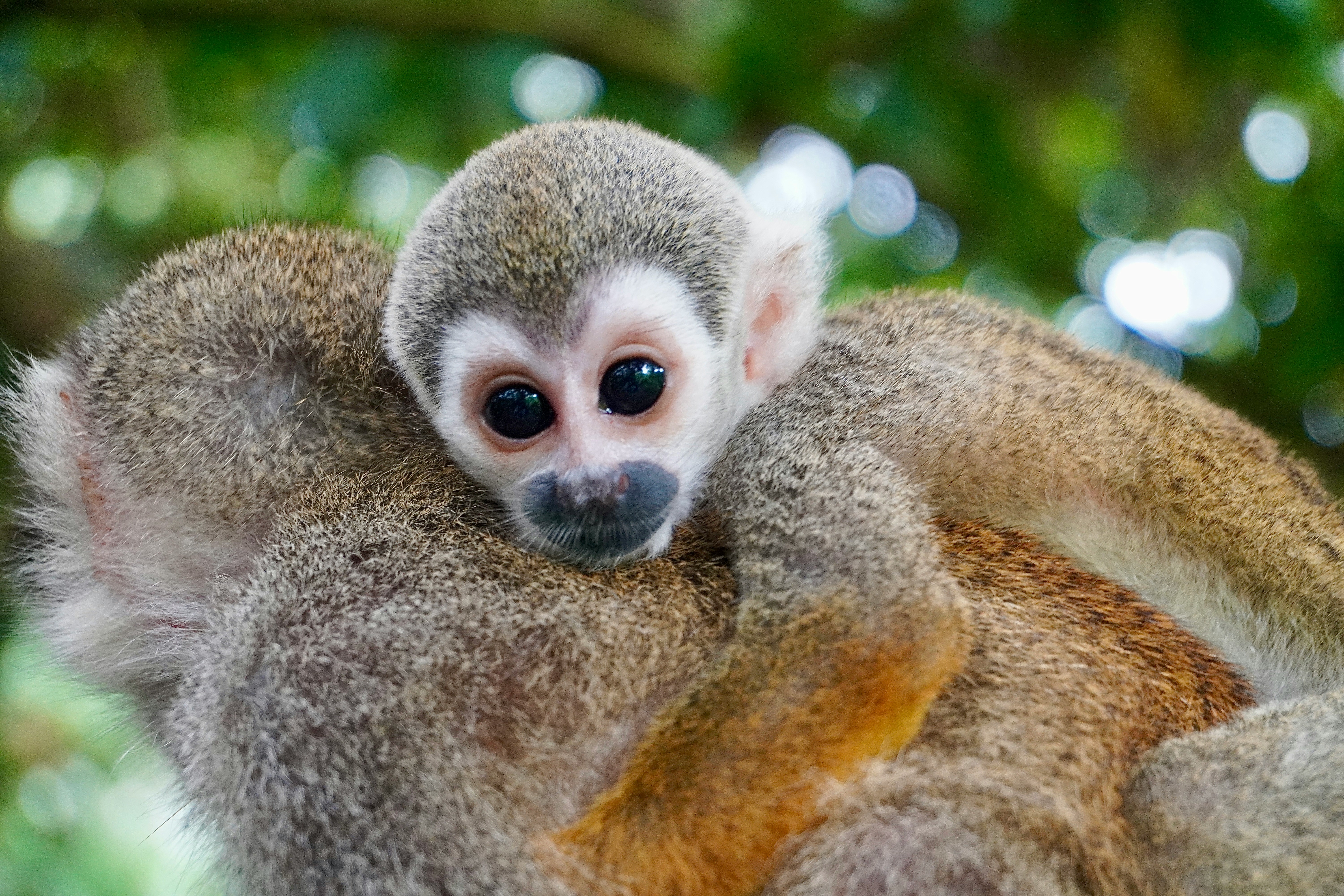 Monkeys in Amazon Rainforest